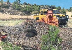 Feci ölüm! Domuz avlayacaktı ama...