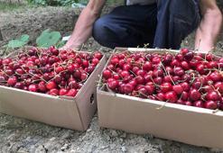 Amasya’da kiraz hasadı başladı