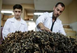 'Kuzu göbeği'nin kilogramı 250 euroya ihraç ediliyor