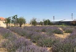 Sineklerden kurtulmak için lavanta bahçesi kurdu