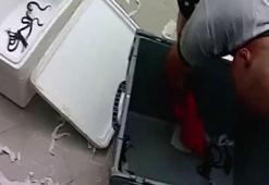 Tren içinde kobra yılanı yavruları bulundu