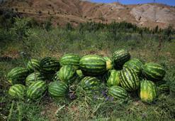 Sivas'ta bir ilk! Karpuz hasadı yapıldı