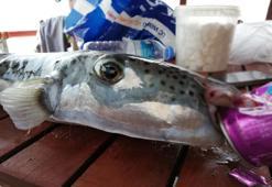 ’Balon balığı’ balıkçıların kabusu oldu