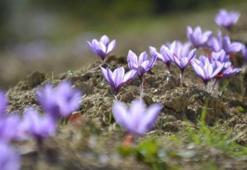 Safran tarlalarına turist yağacak