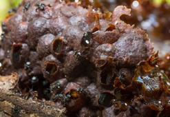 Propolis nedir? Propolisin faydaları nelerdir?