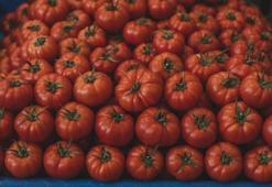 Domates yemek sperm kalitesini yüzde 50 artırıyor