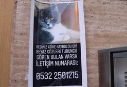 Kayıp kediyi bulana 2 bin lira ödül