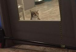 Barınaktaki diğer kedileri serbest bırakan Quilty, tecrite alındı