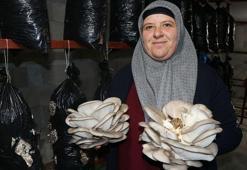 Evinin odasında yetiştirdiği mantarlara yoğun talep