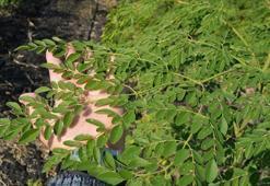 'Mucize bitki' moringa oleifera hasadı tamamlandı