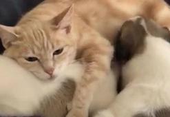 Barınağa giden kedi yavru köpekleri evlat edindi