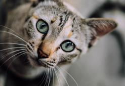 Kedi rehberi: Neden kedi sahibi olmalısın? 17 Şubat Kediler Günü
