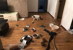 Koronavirüs nedeniyle terk edilen hayvanları tek tek kurtarıyorlar