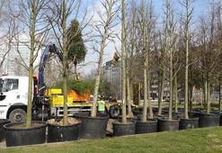 Gezi Parkı'na 150 yeni ağaç dikiliyor