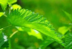 Doğal kaynaklı ürünler