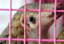 Pangolin ve yarasanın satışı yasaklandı