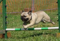 Köpeklere fısıldayan adam Cem Bakaçhan: Yavru köpek sahiplenmek için en iyi zamandayız, onlar yalnızlığın ilacı