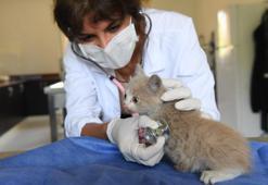 Kanalizasyon borusuna sıkışan kedi yavrusu kurtarıldı