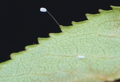 Dinlenmek için ağacın altına yatan genç kız 3 bin yılda bir açan 'udumbara' çiçeğini gördü