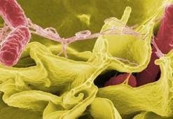 Corona virüsün ardından Salmonella salgını başladı