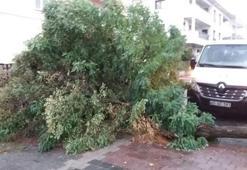 Şiddetli rüzgar ağaçları devirdi