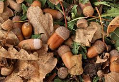 Meşe palamudunun faydaları nelerdir? Meşe palamutları yenir mi, nasıl tüketilir?