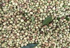 Murt (Hambales) nedir? Murt (Mersin) ne işe yarar, faydaları nelerdir?