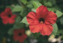 Hatmi çiçeğinin faydaları ve zararları nelerdir? Ne işe yarar? Hatmi çiçeği nasıl tüketilmeli?