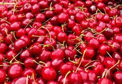 Kiraz sapının faydaları ve zararları nelerdir? Ne işe yarar? Kiraz sapı nasıl tüketilmeli?