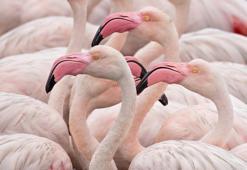 Flamingo kuşu özellikleri: Flamingo kuşu nerede yaşar? Nasıl beslenir ve avlanır? Flamingo kuşu yenir mi?