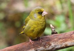Florya kuşu özellikleri: Florya kuşu nerede yaşar? Nasıl beslenir ve avlanır? Florya kuşu yenir mi?