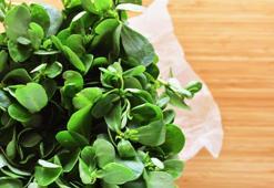 Semizotunun faydaları ve zararları nelerdir? Ne işe yarar? Semizotu nasıl tüketilmeli?