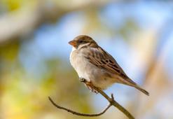 Serçe kuşu özellikleri: Serçe kuşu nerede yaşar? Nasıl beslenir ve avlanır? Serçe kuşu yenir mi?
