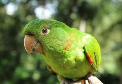 Yeşil papağan kuşu özellikleri: Yeşil papağan kuşu nerede yaşar? Nasıl beslenir ve avlanır?
