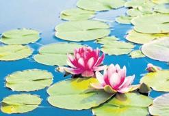 Kirli suların temiz çiçeği: Lotus