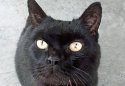 Kaybolan kedi 14 yıl sonra mikroçip sayesinde bulundu