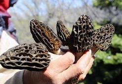 Bölgenin geçim kaynağı oldu, kuzugöbeği mantarının kilosu bin lirayı buluyor