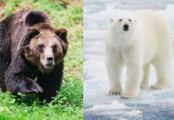 İklim krizinin geldiği nokta: Melez ayı