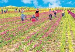 9 bin 400 yıldır tarımın kalbi Konya'da atıyor