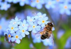 Toplu arı ölümleri endişe verdi! Bulaşıcı hastalık...
