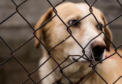 Hayvanları Koruma Kanunu'nun çerçevesi belli oldu: İşte önemli maddeler!