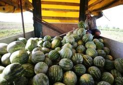 Tescilli Adana karpuzu 8 ülkeye ihraç ediliyor