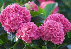 Ortanca çiçeği anlamı ve hikayesi: Ortanca çiçeği nasıl bakılır?