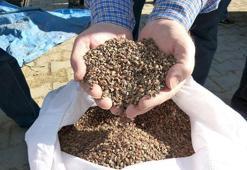 Kara Buğday Faydaları Ve Yararları: Kara Buğday Neye İyi Gelir?