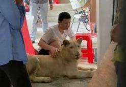 TikTok fenomeni yapılmaya çalışılan aslan kurtarıldı