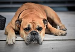 Köpeğiniz çikolata yerse ne olur?
