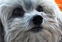 Köpeklerde havlama sorununa öneriler