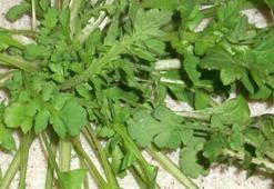 Gelincik otu yenir mi, ne işe yarar? Gelincik çiçeği ve suyu nelere iyi gelir?