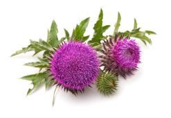 Kenger Otu Nedir, Faydaları Nelerdir? Kenger Yenir Mi, Nasıl Tüketilmeli?