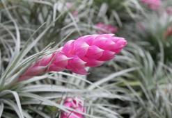 Tillandsia çiçeği nasıl bakılır, nasıl sulanır? Hava çiçeği (Tillandsia Bitkisi) renk değiştirir mi?